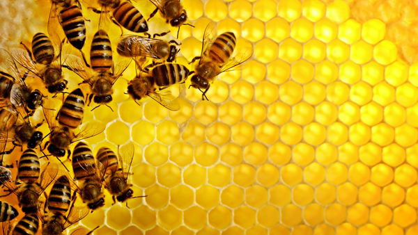 Por que salvar as abelhas